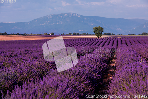 Image of lonely tree at lavender field