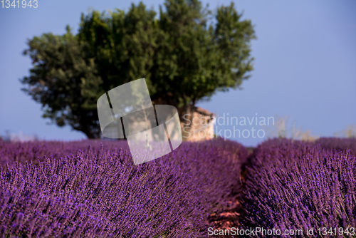 Image of old brick house and lonely tree at lavender field