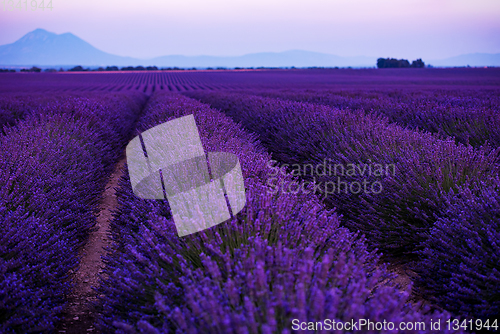 Image of colorful sunset at lavender field