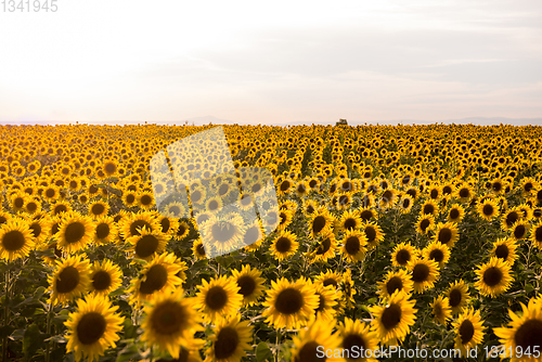 Image of Sunflower field