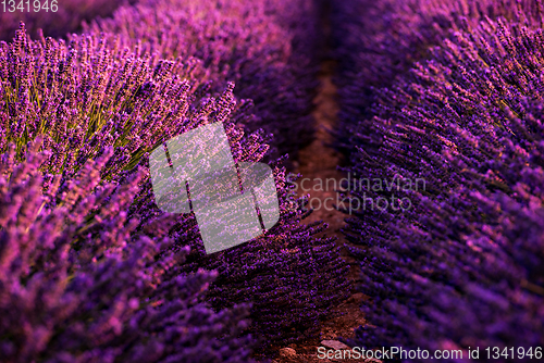 Image of Close up Bushes of lavender purple aromatic flowers