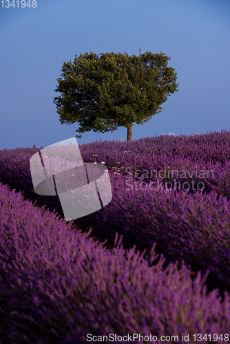 Image of lonely tree at lavender field