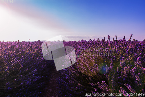 Image of colorful sunset at lavender field