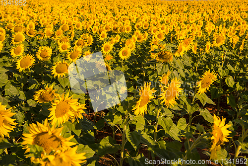 Image of Sunflower field