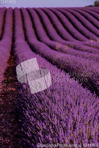 Image of lavender field france