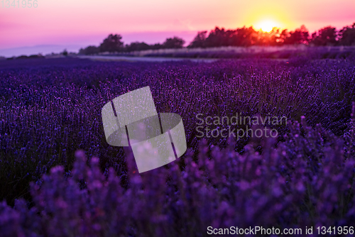 Image of colorful sunset at lavender field