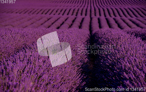 Image of lavender field france