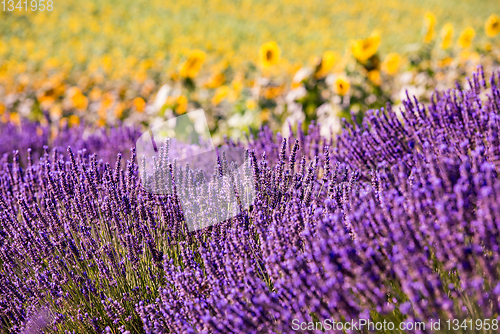 Image of Close up Bushes of lavender purple aromatic flowers