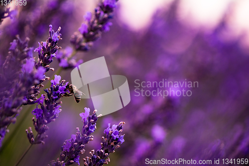 Image of bumblebee collecting pollen from one of the lavender flower