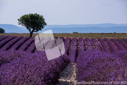 Image of lonely tree at lavender field