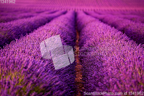 Image of lavender field france