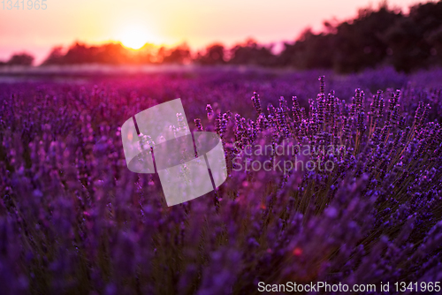 Image of colorful sunset at lavender field