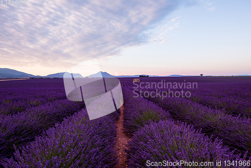 Image of the moon above lavender field france