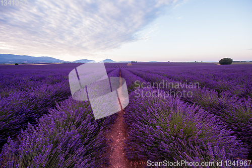 Image of lavender field france