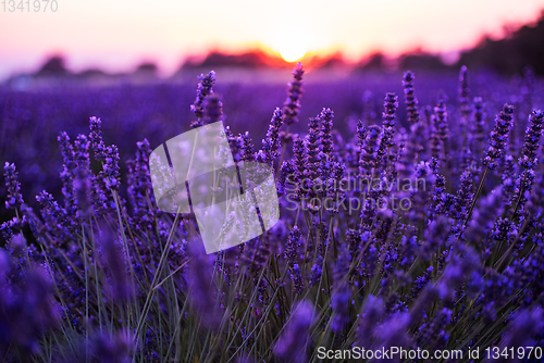 Image of colorful sunset at lavender field