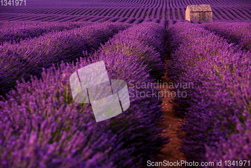Image of stone house at lavender field