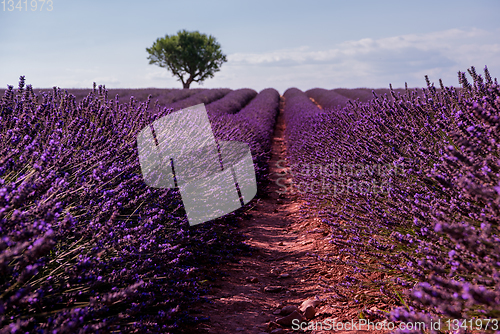 Image of lonely tree at lavender field