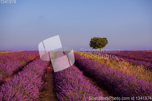 Image of lonely tree at lavender field