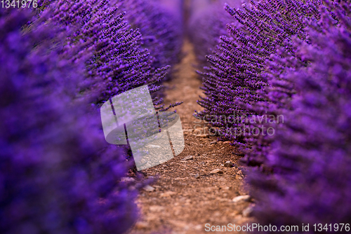 Image of Close up Bushes of lavender purple aromatic flowers