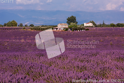 Image of lavender field france