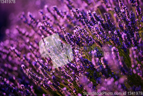 Image of Close up Bushes of lavender purple aromatic flowers