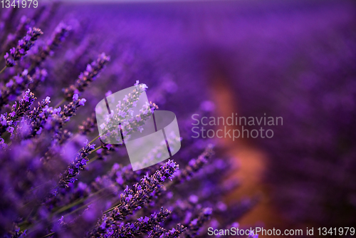 Image of Close up Bushes of lavender purple aromatic flowers