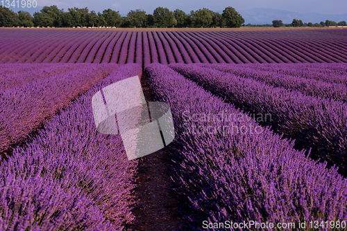 Image of lavender field france