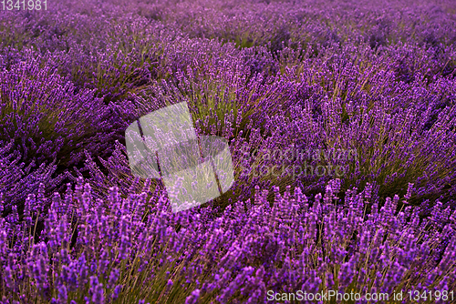 Image of Close up Bushes of lavender purple aromatic flowers