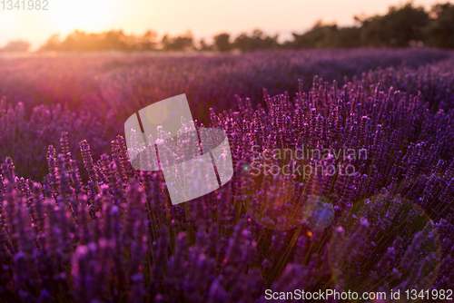 Image of colorful sunset at lavender field