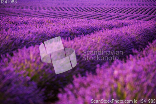 Image of lavender field france