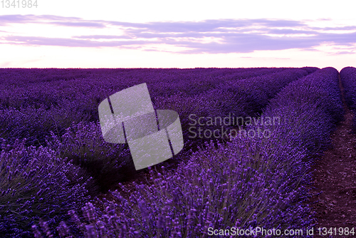 Image of colorful sunset at lavender field