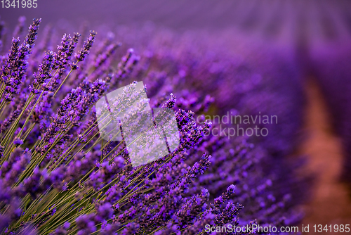 Image of Close up Bushes of lavender purple aromatic flowers