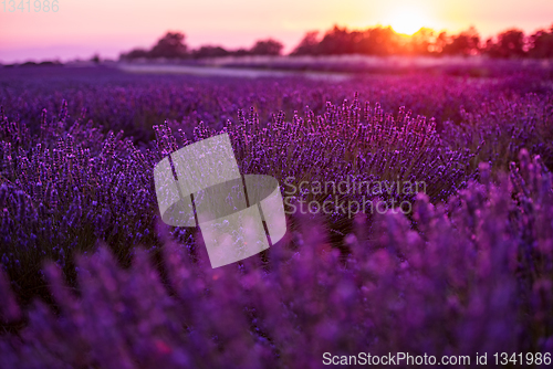 Image of colorful sunset at lavender field