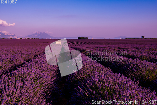 Image of stone house at lavender field