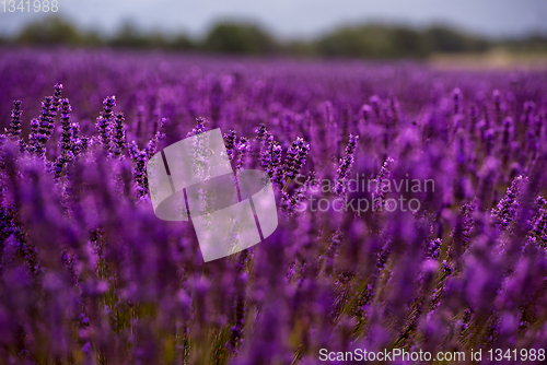 Image of Close up Bushes of lavender purple aromatic flowers