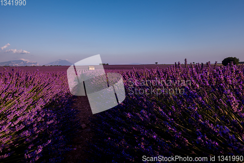 Image of stone house at lavender field