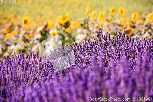 Image of Close up Bushes of lavender purple aromatic flowers