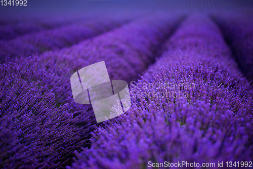 Image of lavender field france