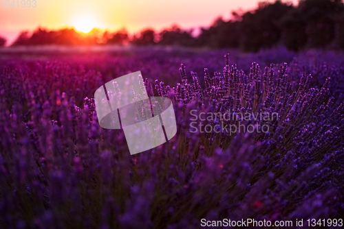 Image of colorful sunset at lavender field