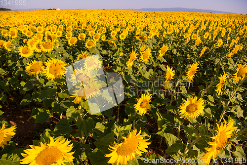 Image of Sunflower field