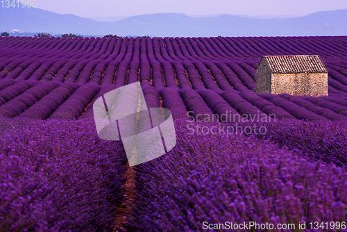 Image of stone house at lavender field