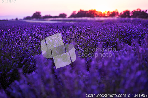 Image of colorful sunset at lavender field