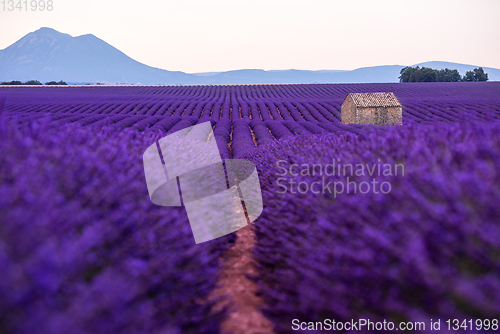 Image of stone house at lavender field