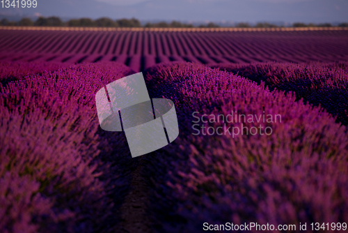 Image of lavender field france