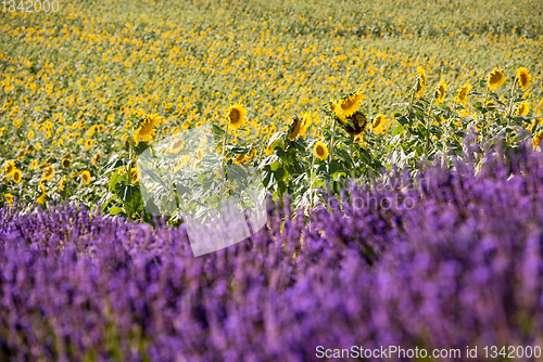 Image of lavender and sunflower field