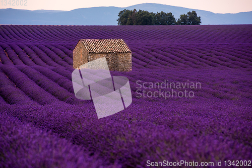 Image of stone house at lavender field