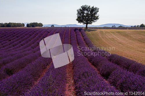 Image of lonely tree at lavender field