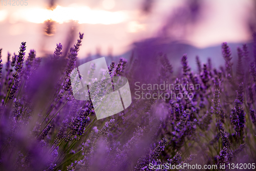 Image of Close up Bushes of lavender purple aromatic flowers