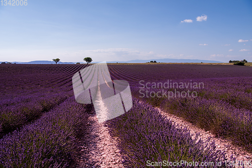 Image of lavender field france