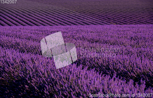 Image of lavender field france